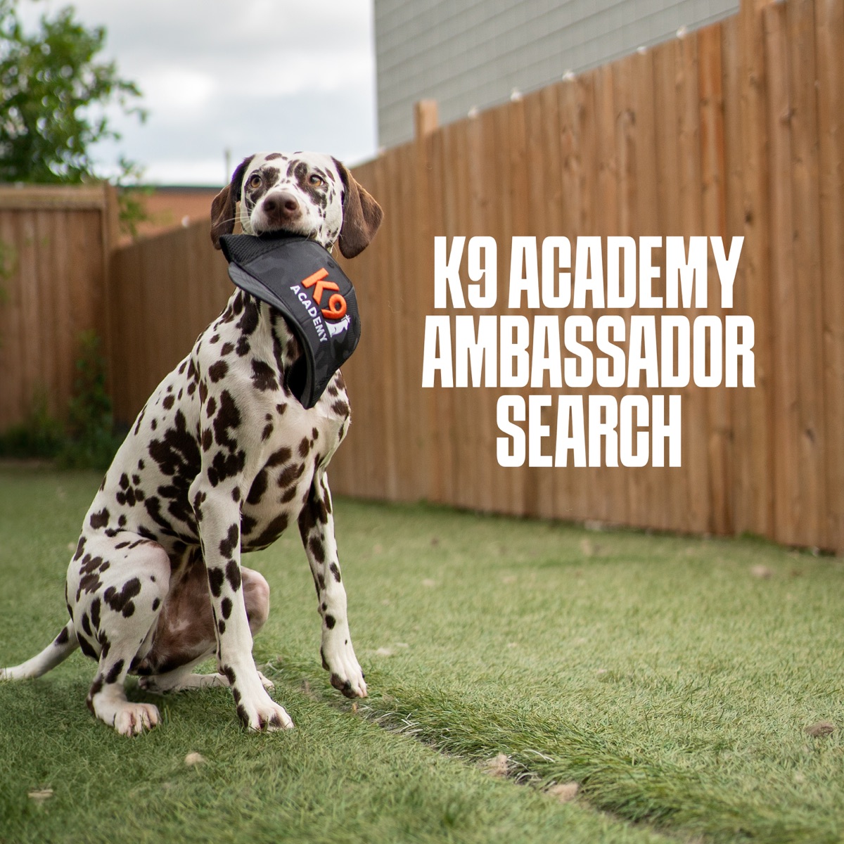 K9 Academy