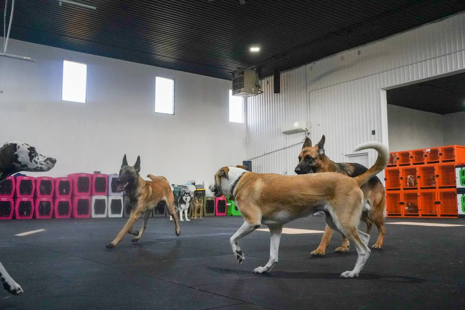 Puppy Program