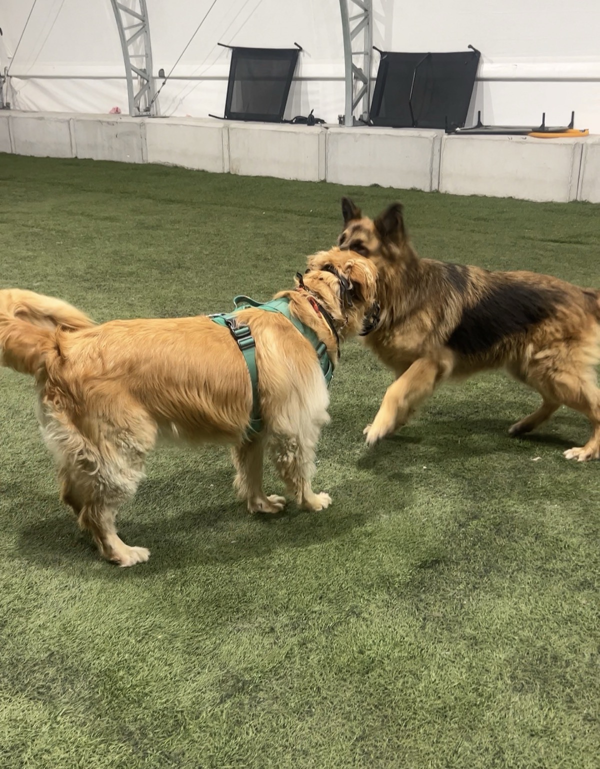 Dog socialization after private training at K9 Academy